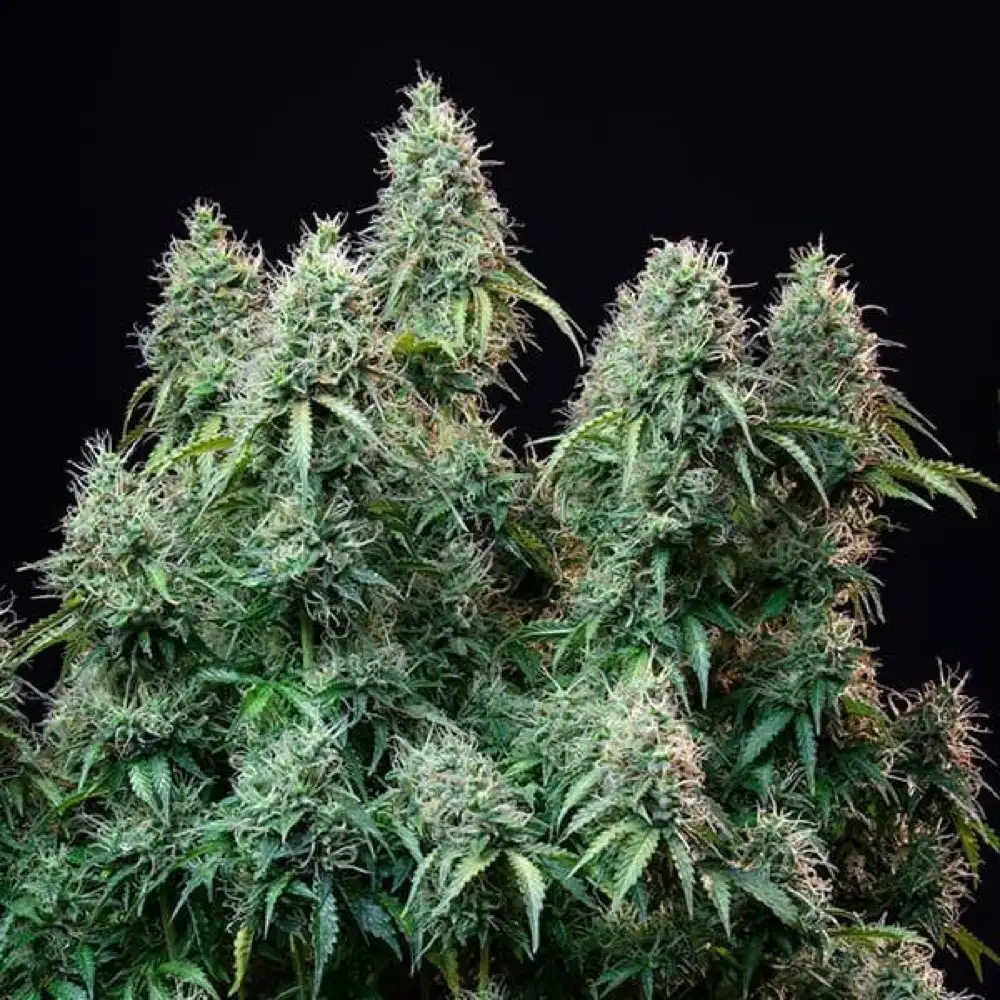 Amnesia Haze Automatic 3x Cannabissamen