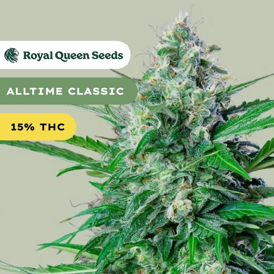 Royal AK Automatic 3x Cannabissamen