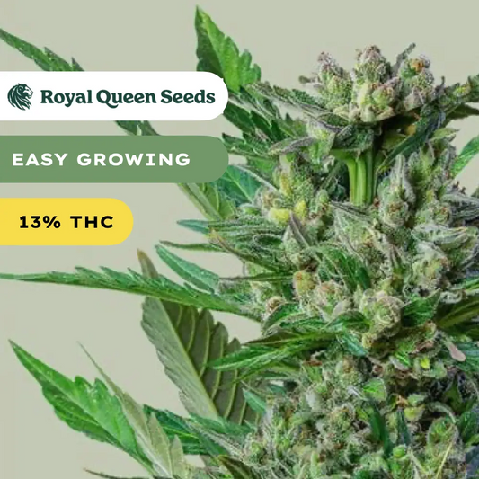 Royal Dwarf 3x Cannabissamen